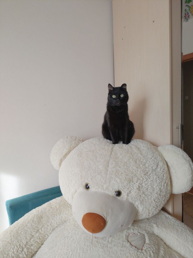 К котовторнику. Наш любимый плед.