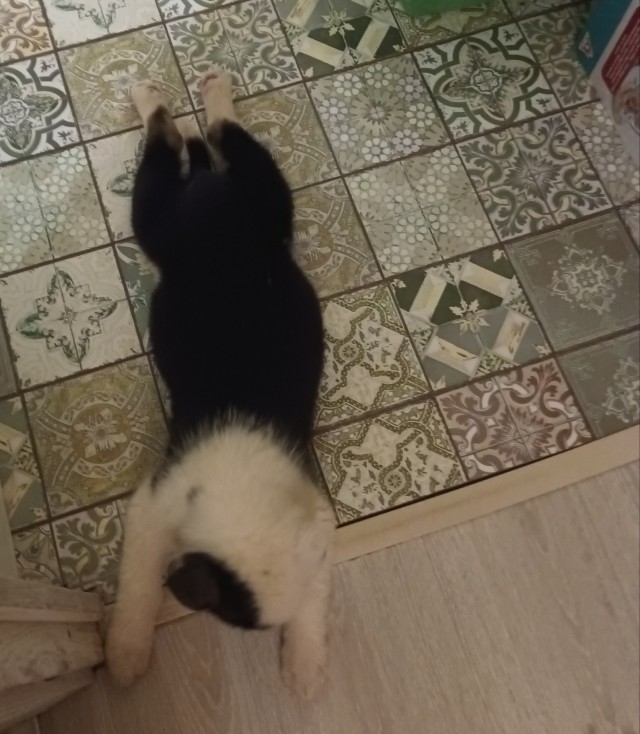 У нас пополнение)