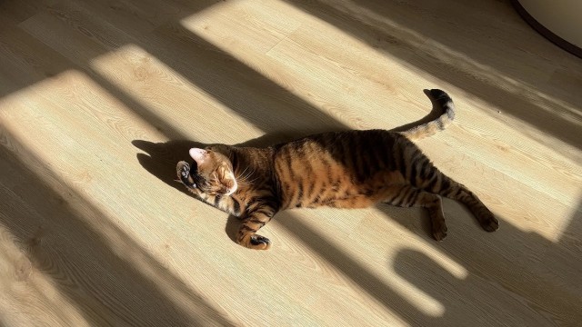Наши коты