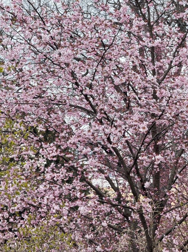 В ботаническом саду Петра Великого (СПб) расцветает сакура