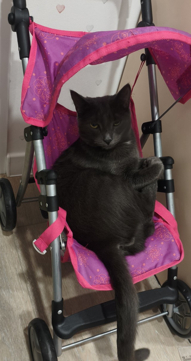 Котовторник. Зифи