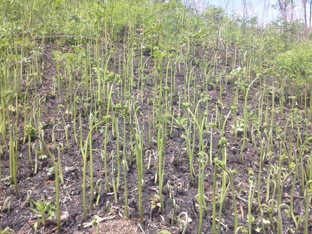 Природа Приморского края