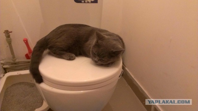 Котовторник 30.12.2014