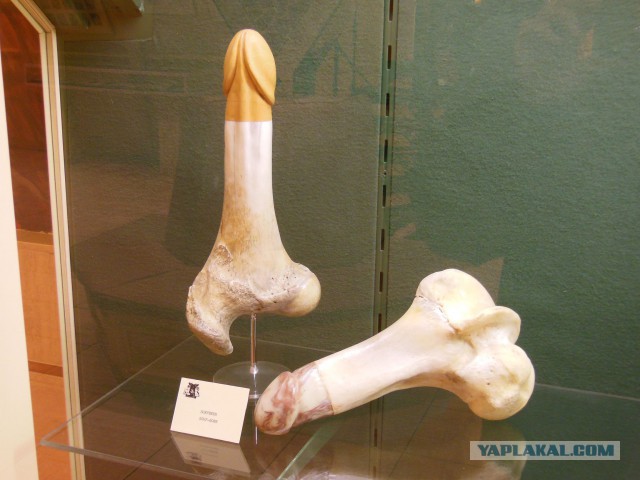 Музей секса в Амстердаме