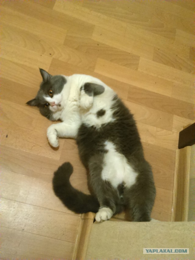 Котовторник 16.06.2015., Котовторник наступил!