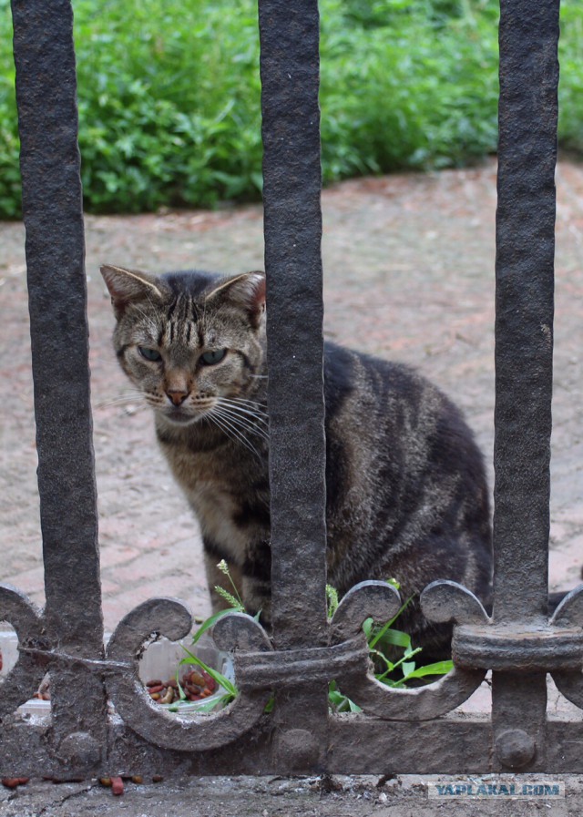 Котовторник