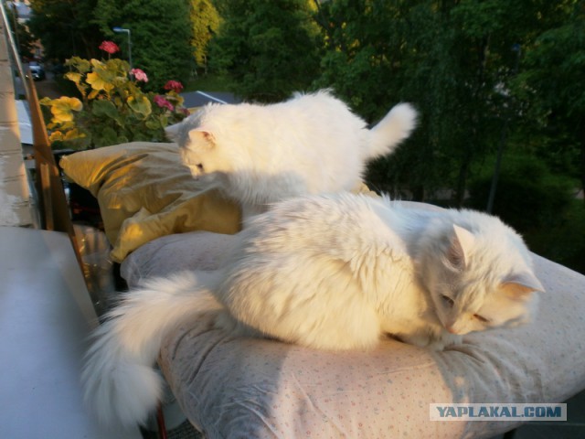 Котовторник 03.11.2015
