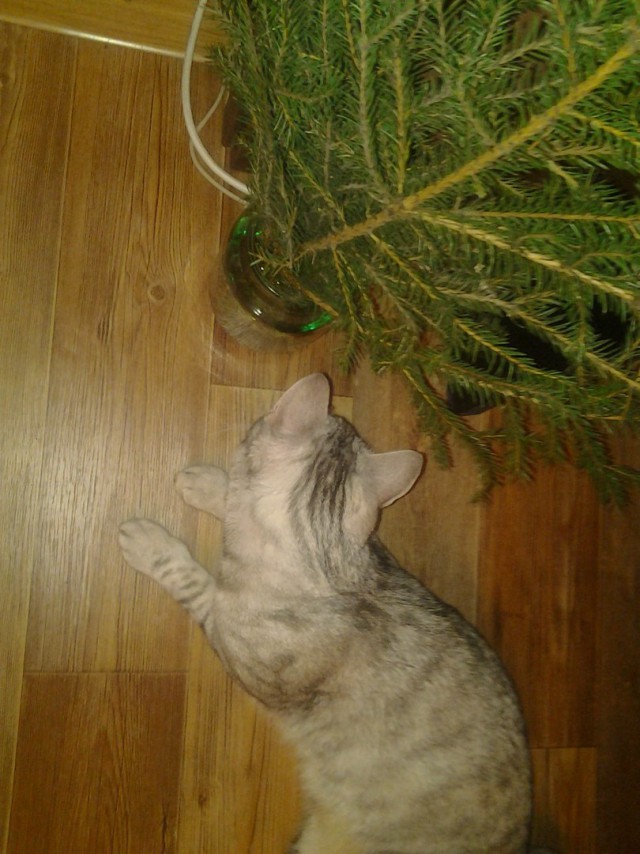 Коты, они - как люди!