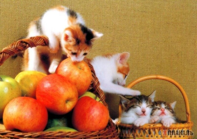 Коты, кошки, котята