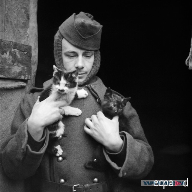 Лапы скручены верёвкой, ржут довольные фашисты