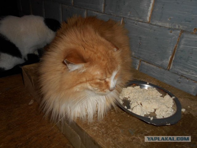 Жизнь домашнего приюта для котеек 107