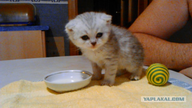 Котовторник - начало