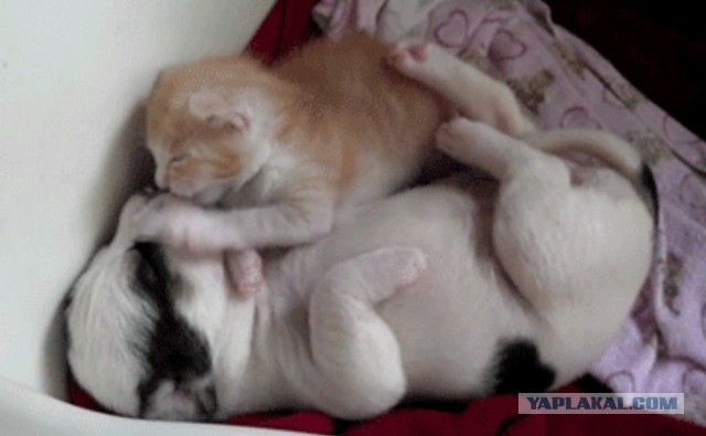 КотоВторник 26.04.2016