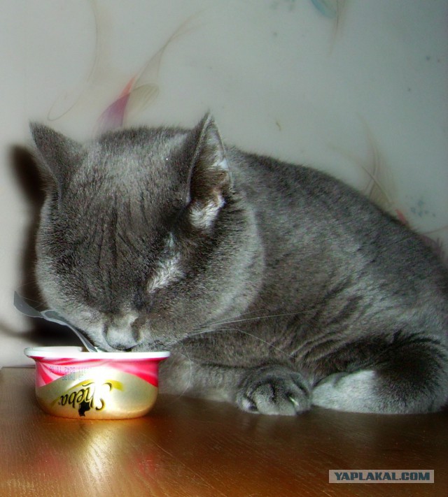 КотоВторник 26.04.2016