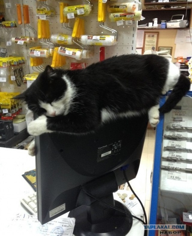 20 мест, в которых не должно было быть кота, но вот он