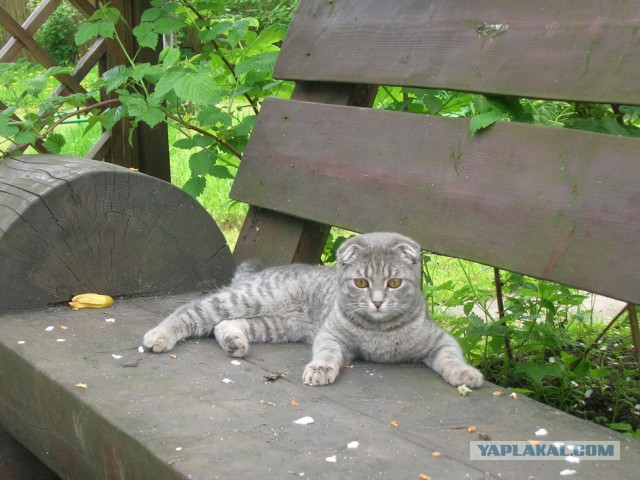 Котовторник 07.02.2017