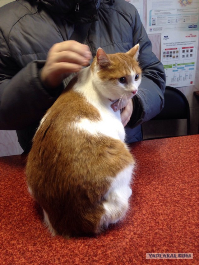 Котовторник 07.02.2017