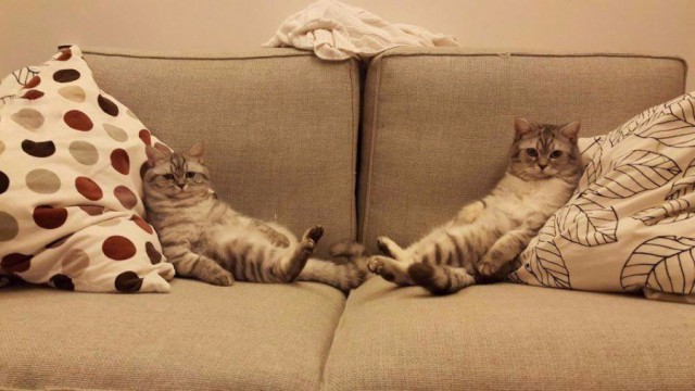 Коты и Кошки