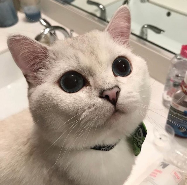 Коты и Кошки