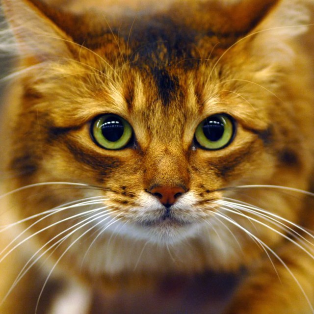 Коты и Кошки