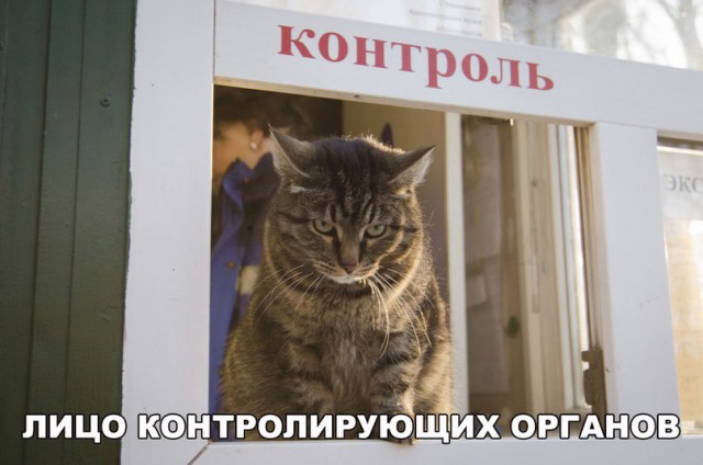 Прикольных котов пост