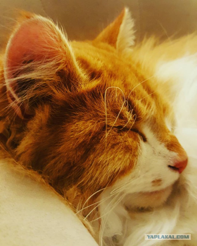 Котовторник 27.02.2018 наступил!