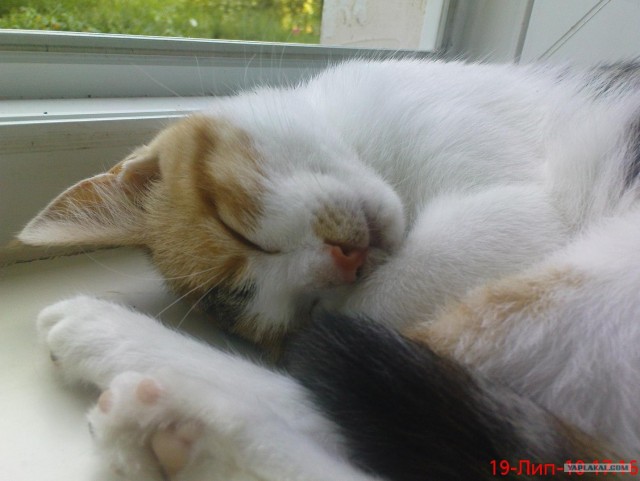 Котовторник?