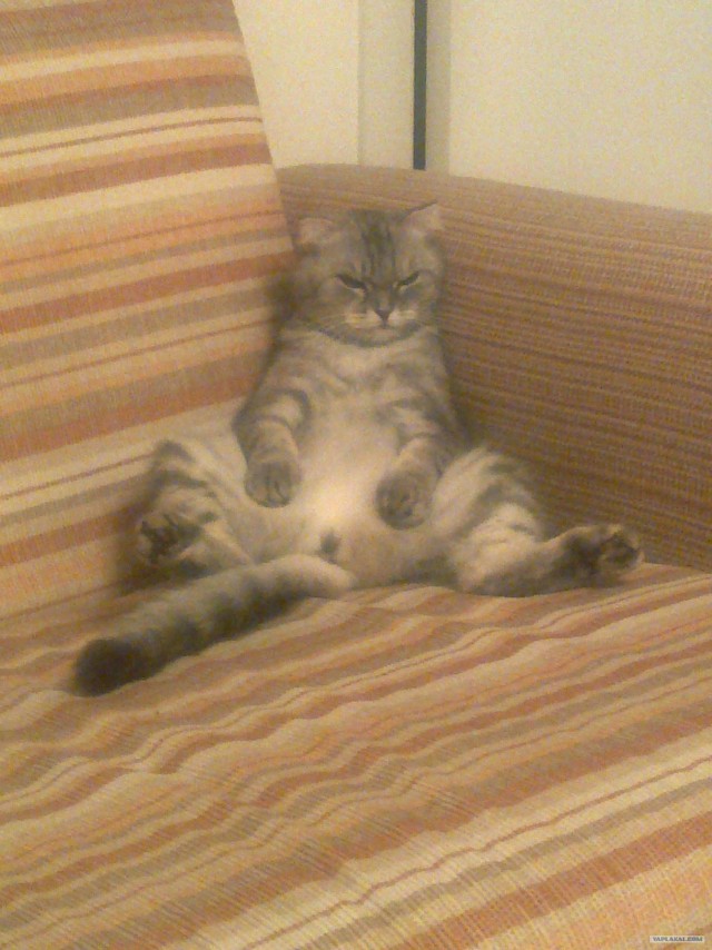 Котовторник так котовторник!