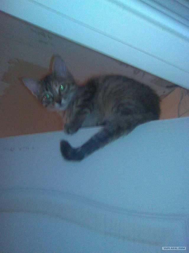 Котовторник! 08.11.11