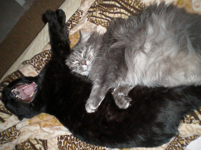 Котовторник (10.01.2012)