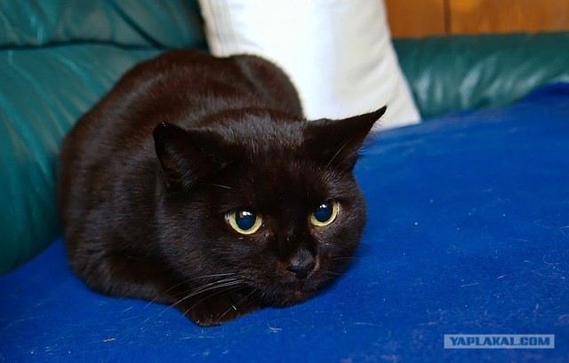 Котовторник (24. 01. 2012 )
