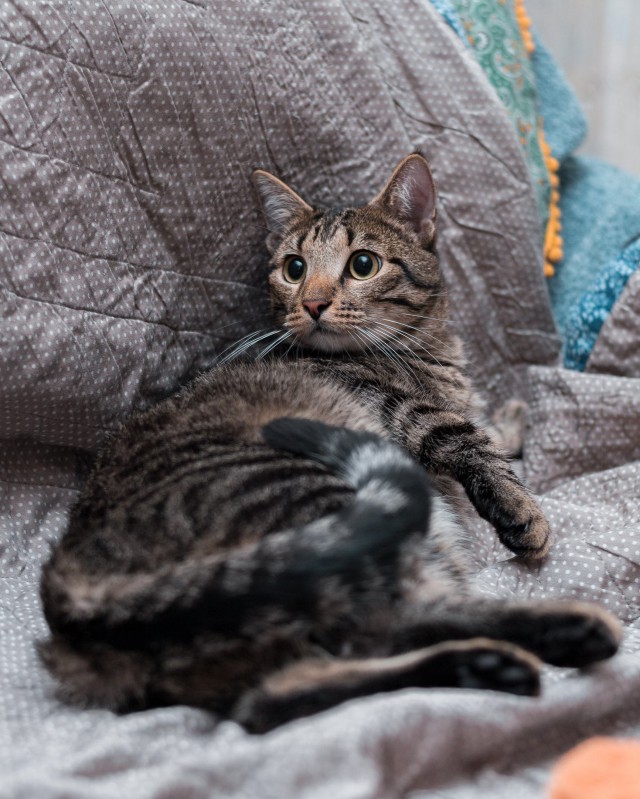 Прикольных котов пост