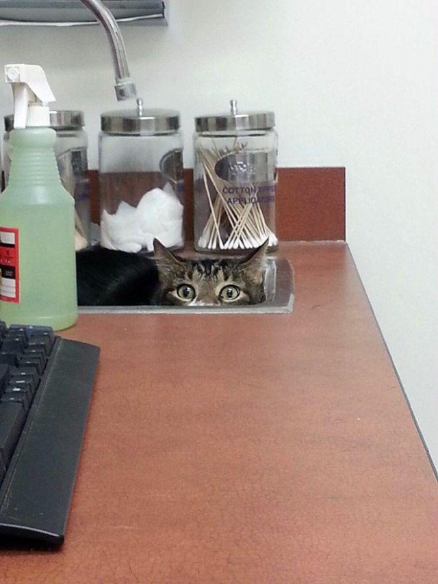 Куда кошки прячутся от ветеринаров?
