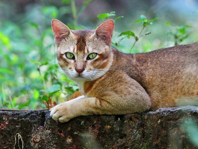 Дикий котовторник 11.06.19
