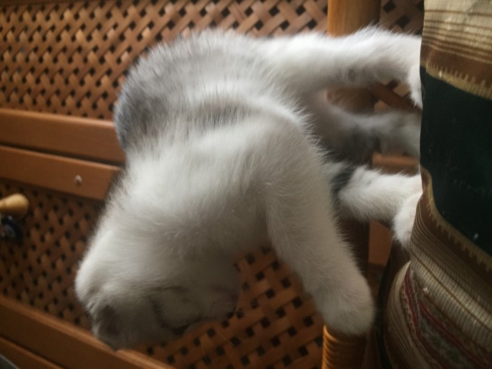 Картинки с котами и про котов