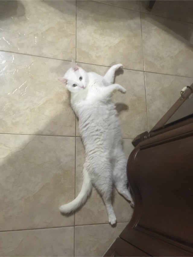 Моя красотка