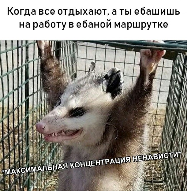 Картинки и мемы для настроения 30.01.21