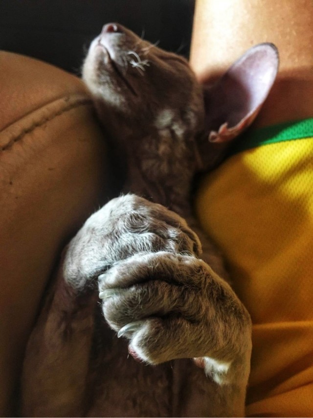 Котовторник. Добавляйте своих