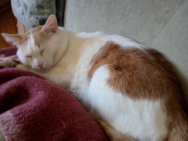 Котовторнику быть!