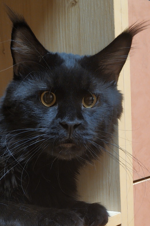 Последний котовторник лета