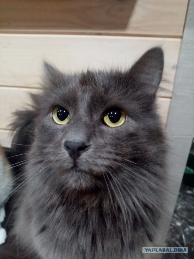 Котовторнику быть