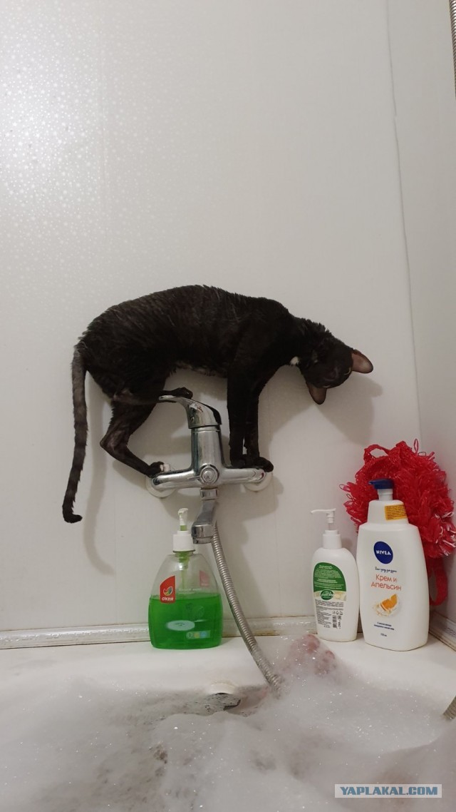 Котовторник 21.12.21