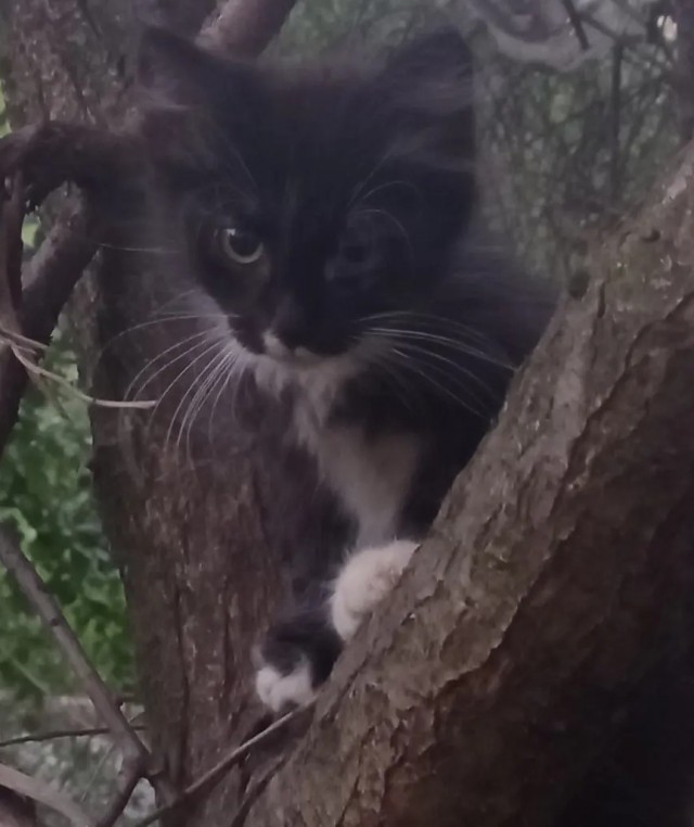 Котовторнику быть