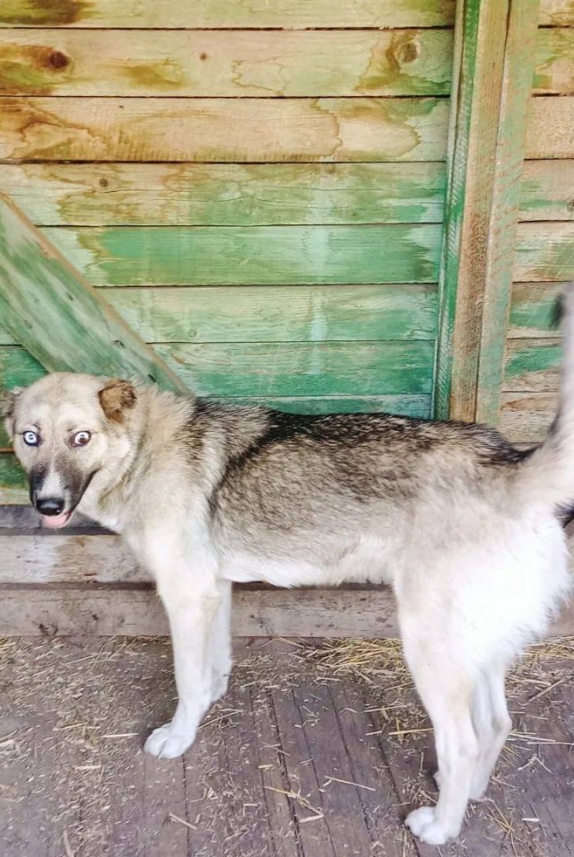 В Усть-Каменогорске пьяный обрыган затащил собаку в кусты и изнасиловал её 18+