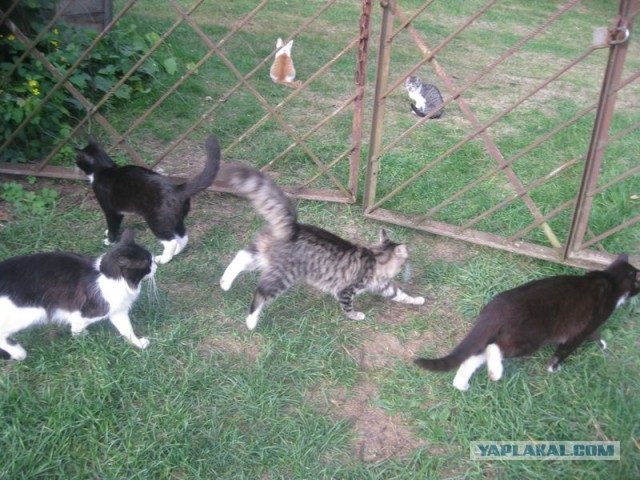 Жизнь домашнего приюта для котеек 413