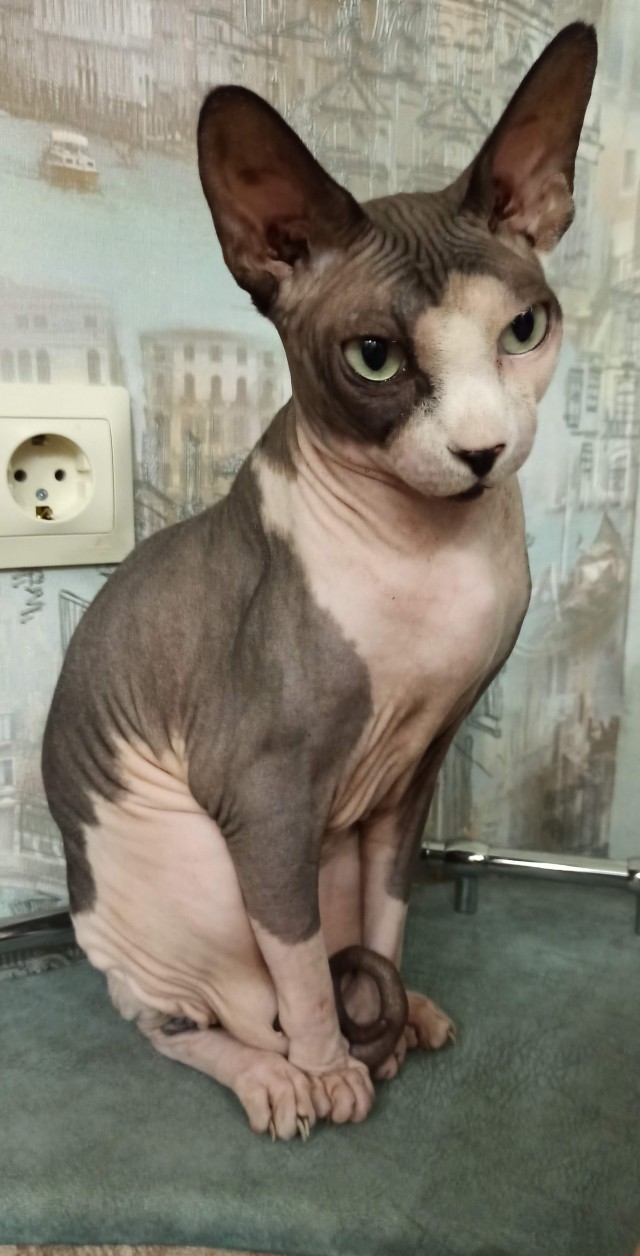С Котовторником вас! Зовут Чеса!