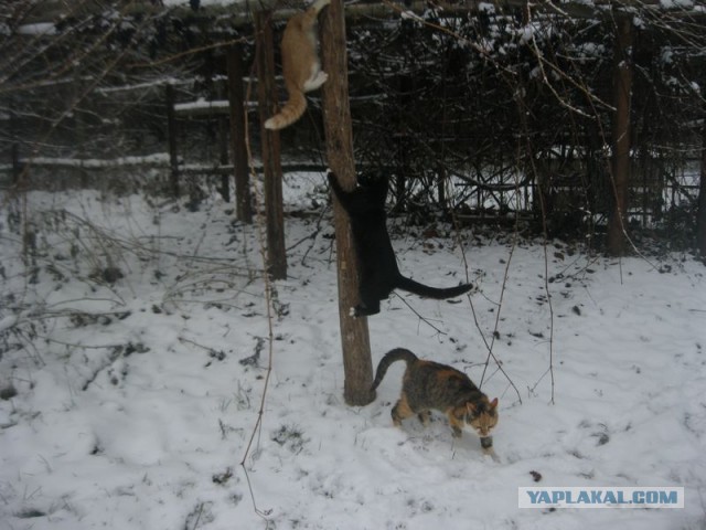 Жизнь домашнего приюта для котеек 422