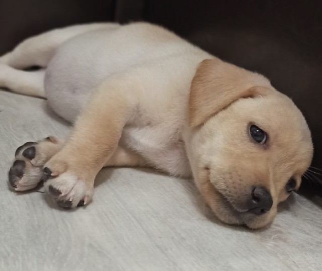 Будущий лабрадор