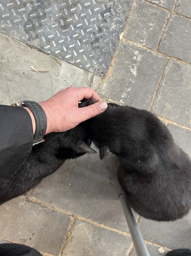 Совпало же? В котовторник