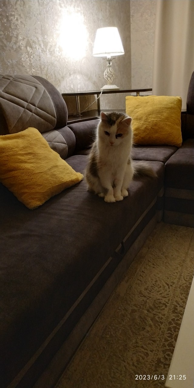Ко-шко-втор-ник!